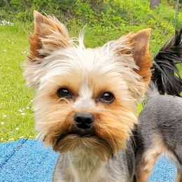 Tupelo - Yorkshire Terrier