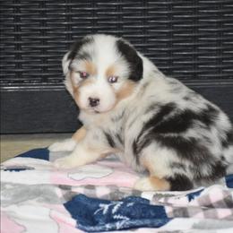 Elio - Blue merle male Australian Shepherd puppy in Jameson, Missouri from Sky Creek