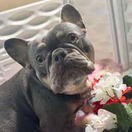 Rue - French Bulldog