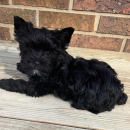 Male 1 - Black and tan male Yorkshire Terrier puppy in Lafayette, Georgia from Berggipfel Yorkies