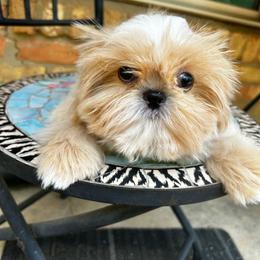 Girl 1 - Cream and white female Shih Tzu puppy in Texas from A Sassy Soul Shih-Tzu