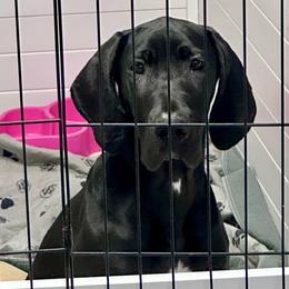 Angel's Envy - Black and white female Great Dane puppy in Chapmansboro, Tennessee from Balthrop Bend Farms