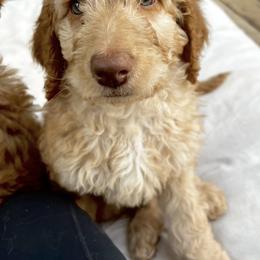 Goldendoodle Puppies from Lundee Doodles