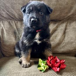 Pink Girl - Black and tan female German Shepherd puppy in Ashland, Ohio from Peachy Puppies
