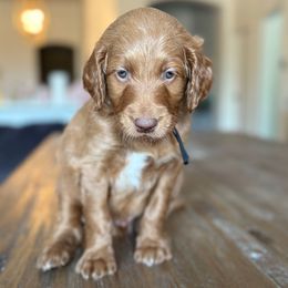 Black - Red  male Goldendoodle puppy in Buda, Texas from The Doods Spot *located in Buda, tx.*