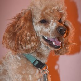 Cockapoo, Cocker Spaniel, and Poodle All Grown Up from The Cocker Cingdom
