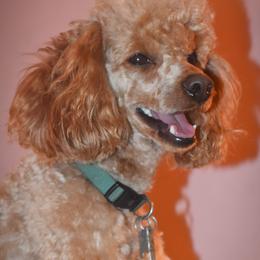 Cockapoo, Cocker Spaniel, and Poodle All Grown Up from The Cocker Cingdom