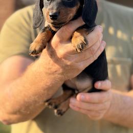 Star - Black and tan female Dachshund puppy in Marshfield, Missouri from WH Hounds