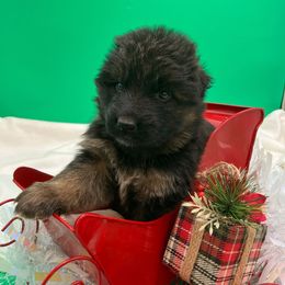 Frosty - Black and tan male German Shepherd puppy in Walla Walla, Washington from Silver Knight Shepherds