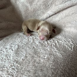 Boy 1 - Cream Dachshund puppy in Perris, California from Doxie_pupps