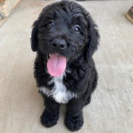 Bonnie - Black and white female Bernedoodle puppy in Edmond, Oklahoma from Elle and Oak Farms