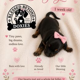 Girl 2. 2250 - Black and tan female Dachshund puppy in Isabel, South Dakota from Blessed Beyond Doxies