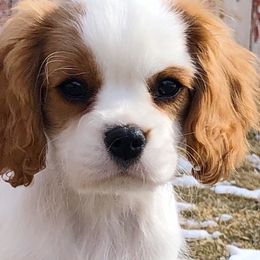Cavalier King Charles Spaniel Puppies from Ikkes Cavaliers