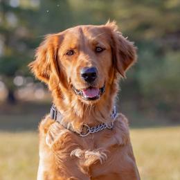 Sedona - Golden Retriever