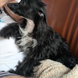 DaoDog Odile Happyend - Black female Chinese Crested puppy in Highland Park, Michigan from Family Kennel Dao Dog
