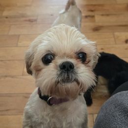 Dori - Shih Tzu