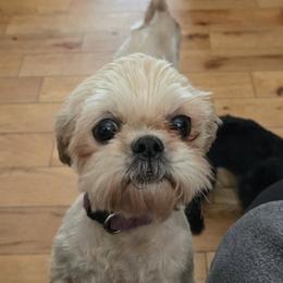 Dori - Shih Tzu