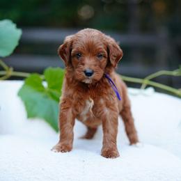 Purple collar - Red  female Goldendoodle puppy in Spokane, Washington from Doodle Love
