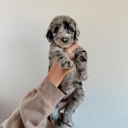 Fletch - Merle male Sheepadoodle puppy in Wabash, Indiana from DOODCompany