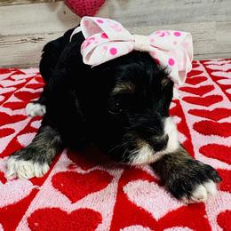 Addie - Black white and tan female Cockapoo puppy in Richton, Mississippi from Magnolia Hill Doodles