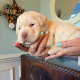 Red Collar - Yellow male Labrador Retriever puppy in Archer Lodge, North Carolina from Archer Lodge Labradors