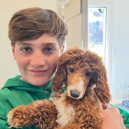 Spencer - Poodle