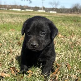 Brown - Black male Labrador Retriever puppy in Kinta, Oklahoma from Beaver Creek Kennels