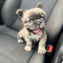 Boxer and French Bulldog Puppies from Nelson’s Fancy Frenchies and Bulldogs