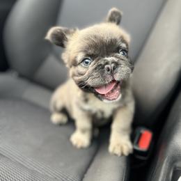 Boxer and French Bulldog Puppies from Nelson’s Fancy Frenchies and Bulldogs