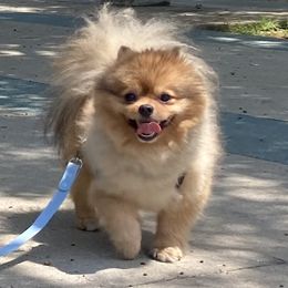 Jupiter - Orange sable male Pomeranian puppy in Los Angeles, California from Lucky Poms of LA