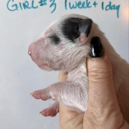 Girl 3 - White female Miniature Bull Terrier puppy in Los Angeles, California from Triumph Miniature Bull Terriers