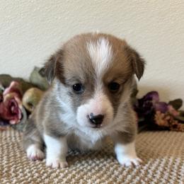 DOUGIE - Sable male Pembroke Welsh Corgi puppy in Hinton, Oklahoma from Green Cloud Ranch
