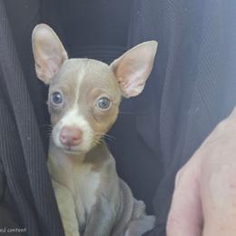 Dodge - White and silver male Rat Terrier puppy in Brookfield, Missouri from Country Rat Terriers