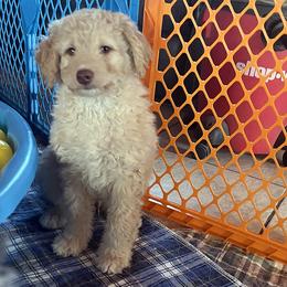 Sleepy - Red male Aussiedoodle puppy in Springfield, Missouri from Doodle Dandy Bernedoodles & Aussiedoodles