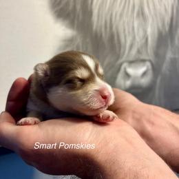 Blaine - Chocolate female Pomsky puppy in Rathdrum, Idaho from Smart Pomskies and Frenchies