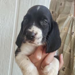 Lincoln - Black and white male Basset Hound puppy in Yarnell, Arizona from Boulder Oak Bassets