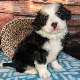 Christmas Turtle - Tri-color male Bernedoodle puppy in Sioux Falls, South Dakota from WhiskeyCreek Doodles