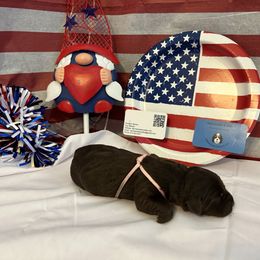 Bernedoodle and Labrador Retriever Puppies from MarmeDuke Doodles