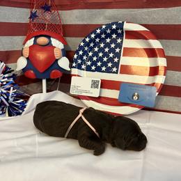 Bernedoodle and Labrador Retriever Puppies from MarmeDuke Doodles