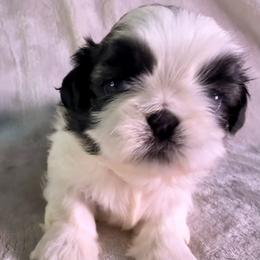 Goldie - Gold and white female Shih Tzu puppy in Winston Salem, North Carolina from Little Miracles Shih Tzu