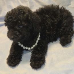 Girl 2 - Black female Poodle puppy in North Augusta, South Carolina from Tiny Paws Luxury Pets