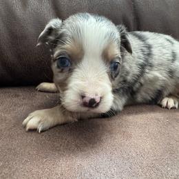 Berry - Blue merle female Toy Australian Shepherd puppy in Morganfield, Kentucky from 4T Toy and Mini Australian Shepherds