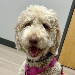 Dottie - Sheepadoodle