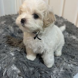 Zippy - White female Mal-Shi puppy in Raleigh, North Carolina from Loveable Litters