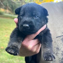 Silver collar boy - Bi-color male German Shepherd puppy in Lake City, Florida from Saylor Shepherds