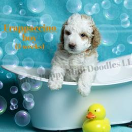 Frappuccino ORANGE COLLAR boy  3500 - Parti male Goldendoodle puppy in Corona, California from Fluffy Puppy Mini Doodles LLC