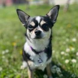 Chihuahuas from Cloverfield Chihuahuas