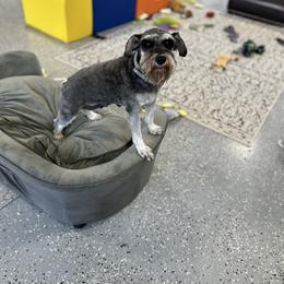 Remi - Miniature Schnauzer