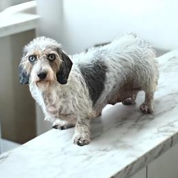 Starr - Dachshund