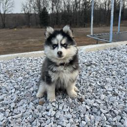 Girl 1 - Black and white female Pomsky puppy in Bunch, Oklahoma from Madden Mountain Pomskies